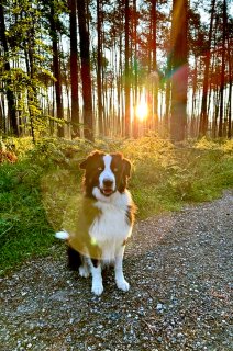 Hund im Wald