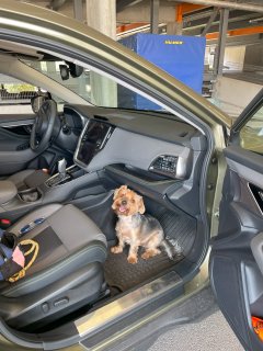 Kleine Hund am Nebensitz im Subaru Outback.