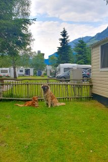 Hund am Campingplatz