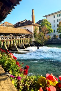 Thun fischen im Wasser.