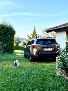 Laufender Hund mit Subaru Auto im Hintergrund.