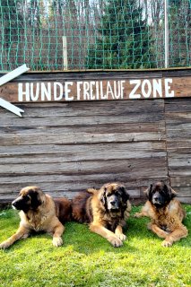 3 Hunde Freilaufzone