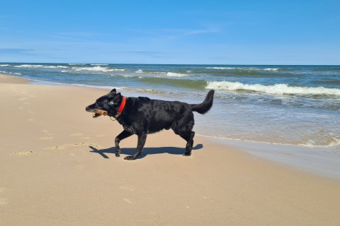 Hund am Ostseestrand