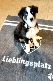 Hund auf einem Decke mit den Text 'Lieblingsplatz'