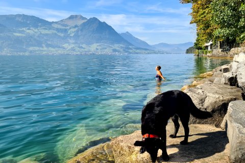 Hund und Frau schwimmen im Vierwaldstätter
                           See in der Schweiz.